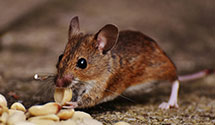 24 Hour & Emergency Exterminators in Ketchum, OK